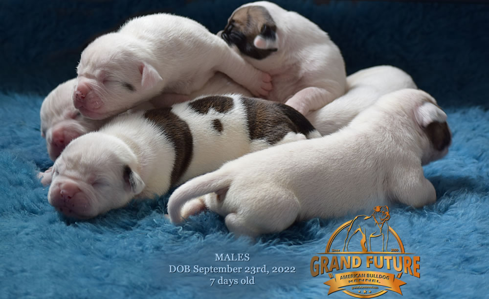 American Bulldog - Grand Future Wonder