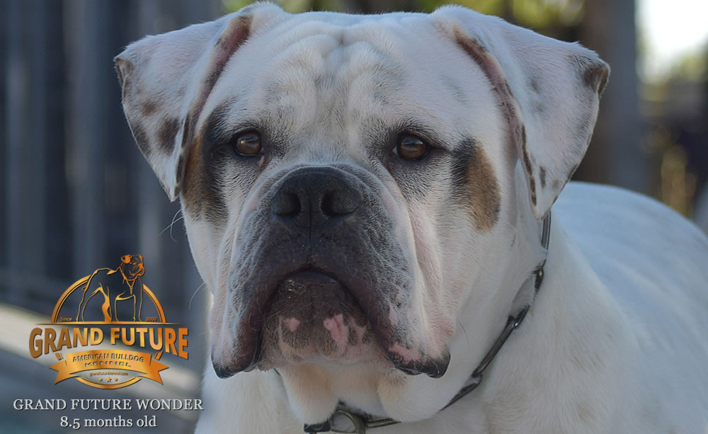 American Bulldog - Grand Future Wonder - 8.5 months old