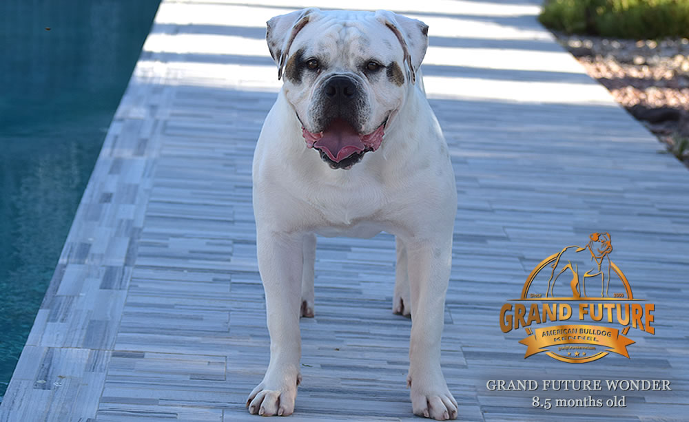 American Bulldog - Grand Future Wonder - 8.5 months old