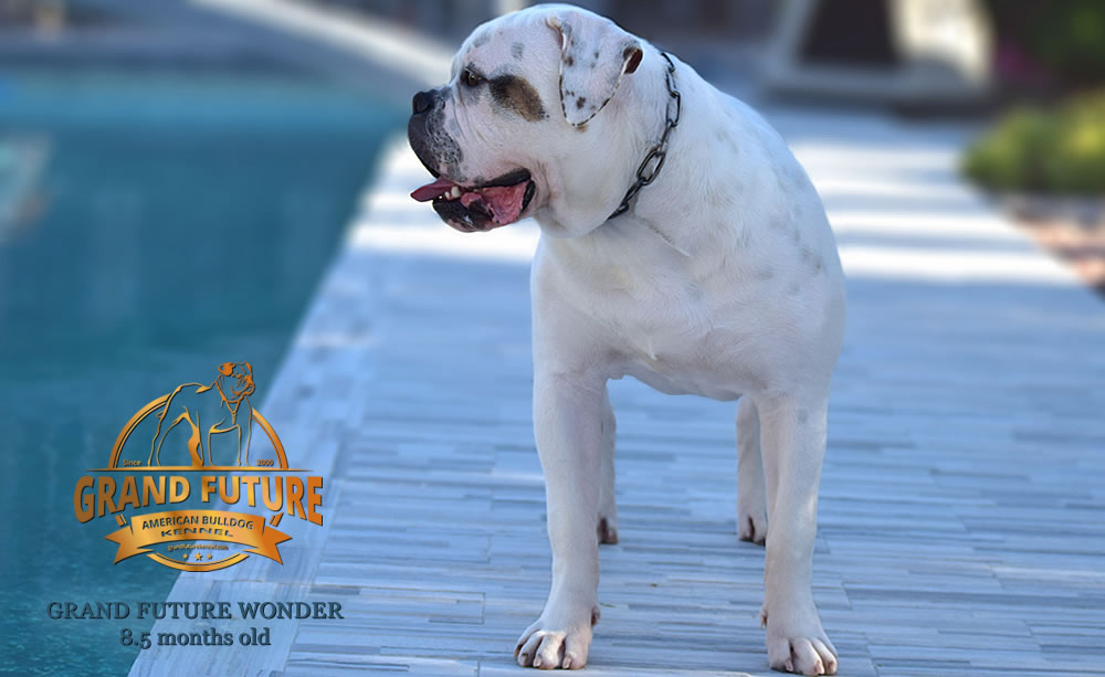 American Bulldog - Grand Future Wonder - 8.5 months old