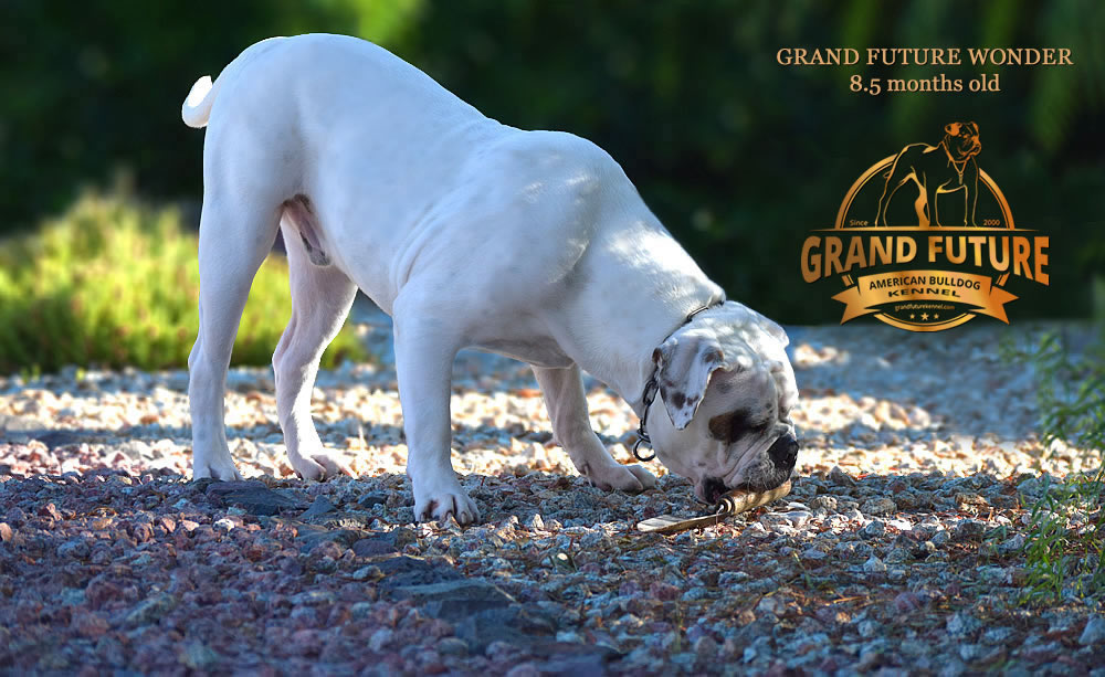 American Bulldog - Grand Future Wonder - 8.5 months old