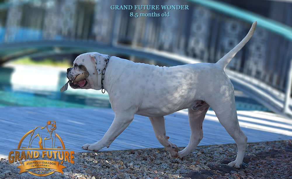 American Bulldog - Grand Future Wonder - 8.5 months old
