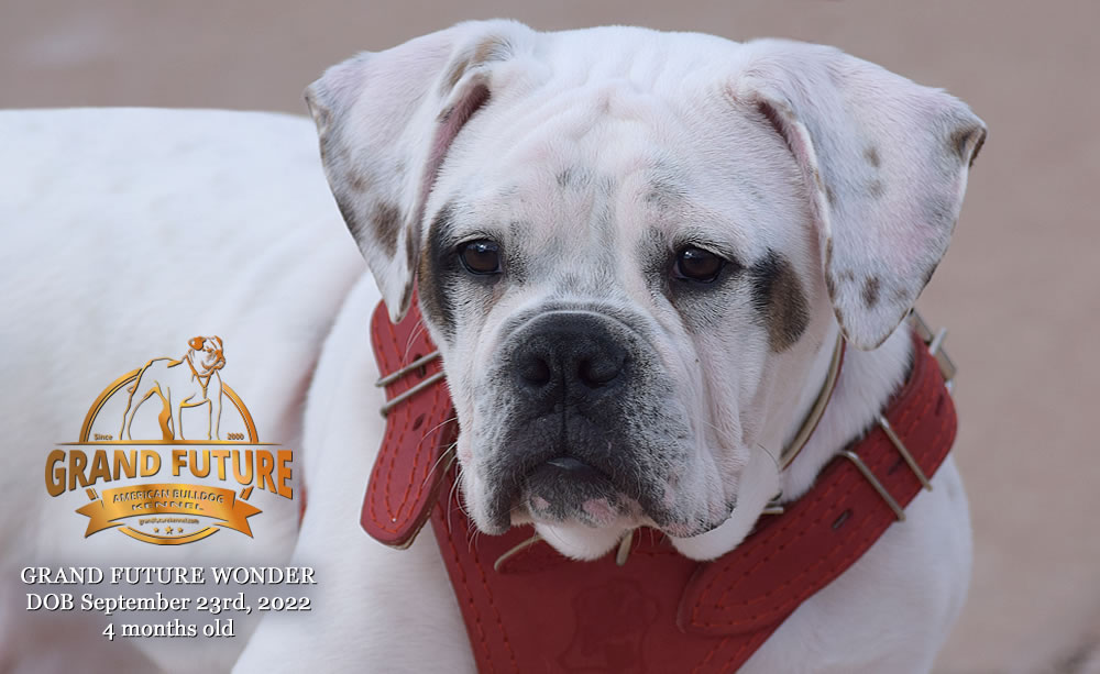 American Bulldog - Grand Future Wonder