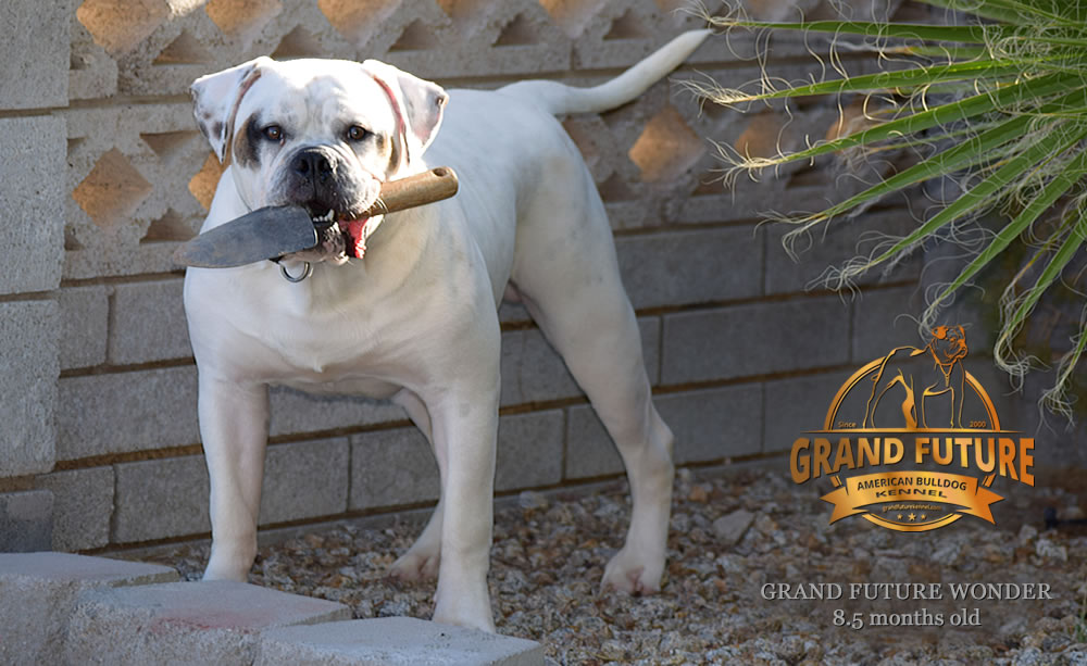 American Bulldog - Grand Future Wonder - 8.5 months old