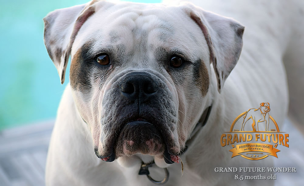 American Bulldog - Grand Future Wonder - 8.5 months old