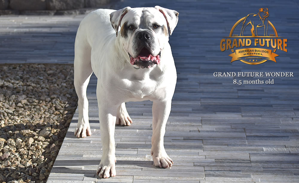 American Bulldog - Grand Future Wonder - 8.5 months old