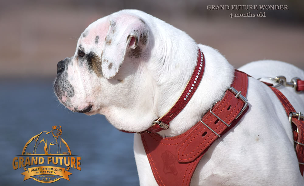 American Bulldog - Grand Future Wonder