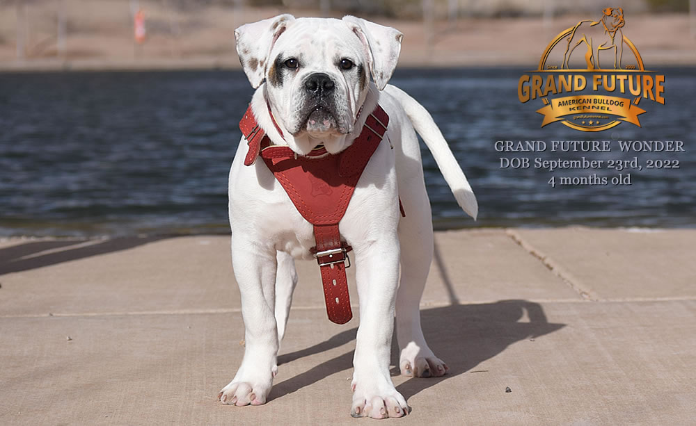 American Bulldog - Grand Future Wonder