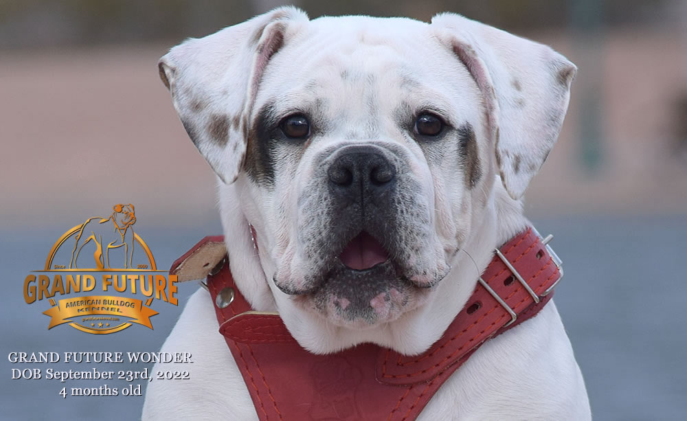 American Bulldog - Grand Future Wonder