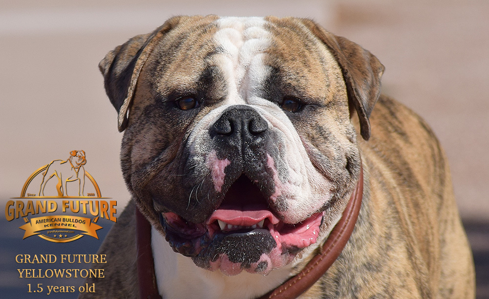 American Bulldog - Grand Future Yellowstone