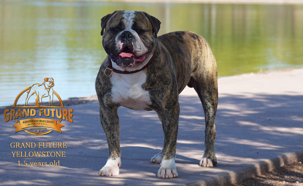 American Bulldog - Grand Future Yellowstone