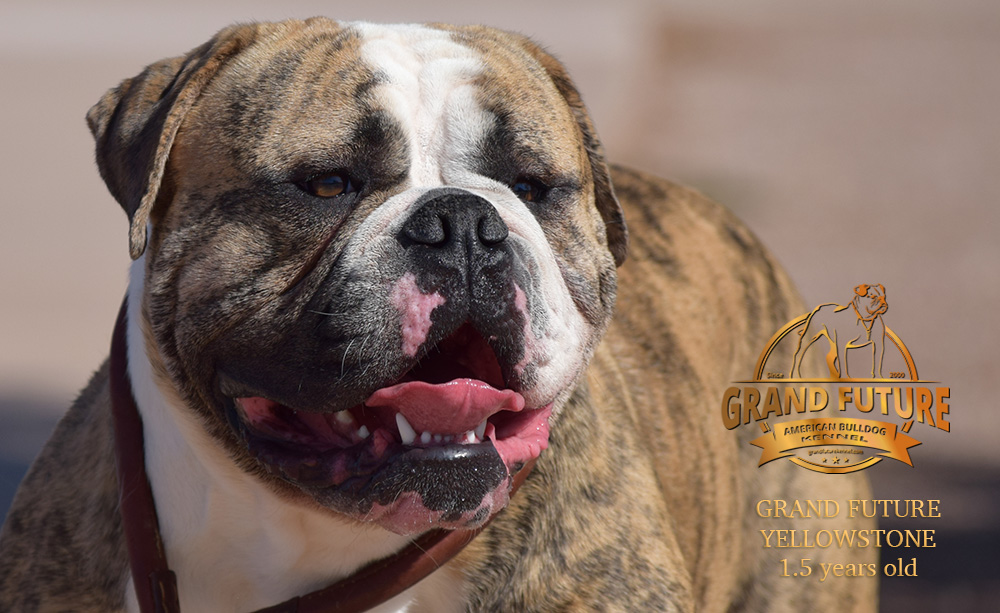 American Bulldog - Grand Future Yellowstone