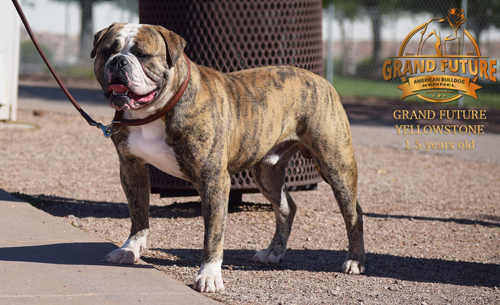 American Bulldog - Grand Future Yellowstone