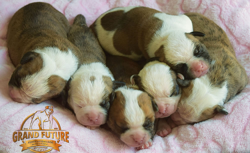 American Bulldog - Grand Future Yellowstone