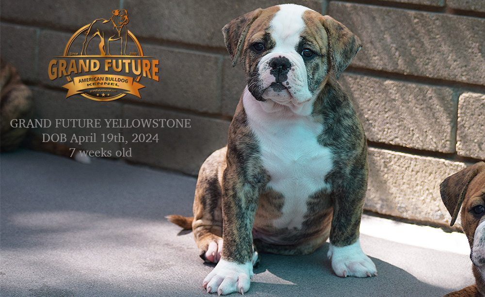 American Bulldog - Grand Future Yellowstone