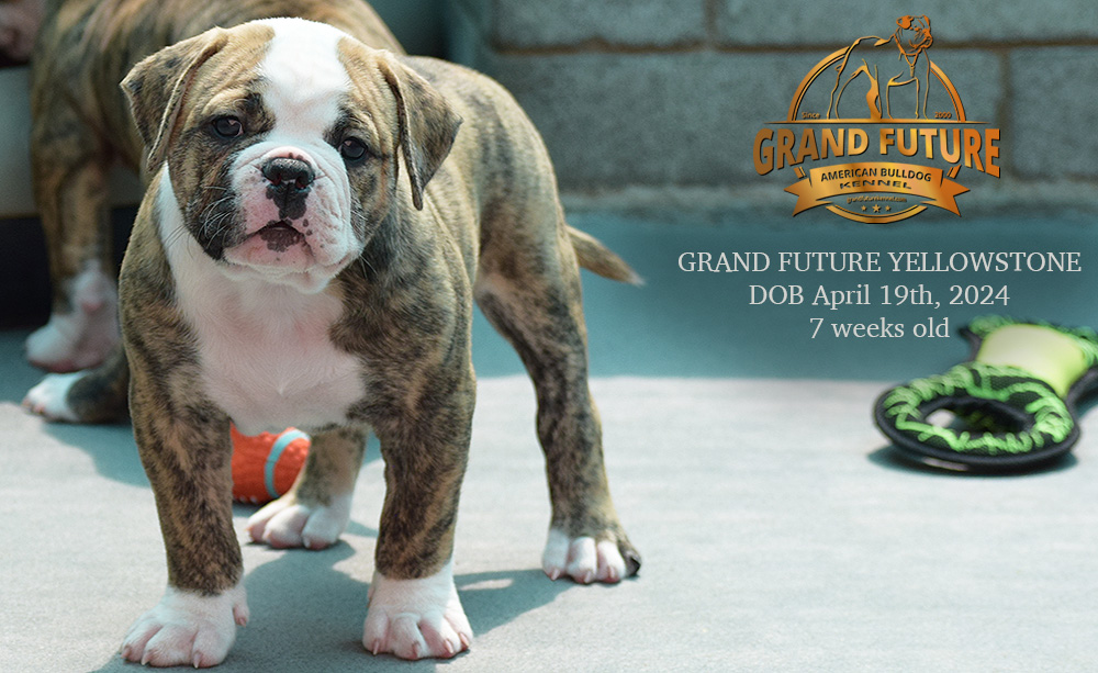 American Bulldog - Grand Future Yellowstone