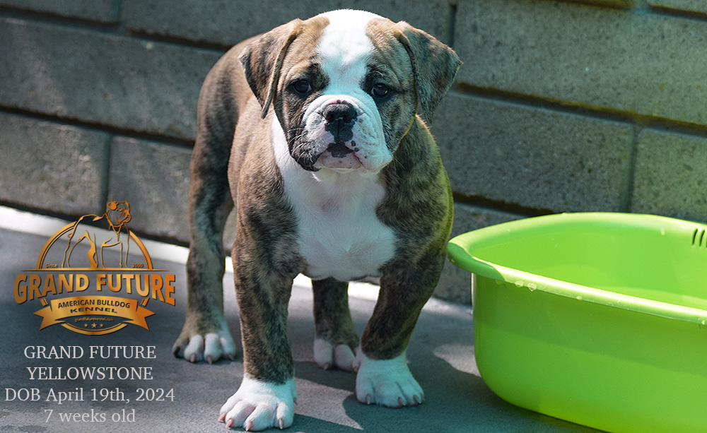 American Bulldog - Grand Future Yellowstone