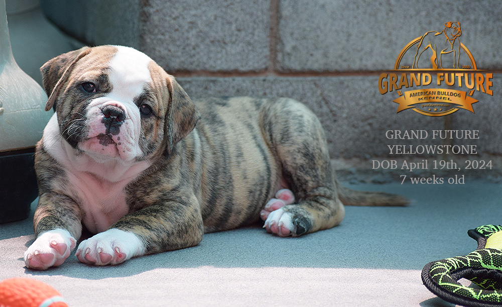 American Bulldog - Grand Future Yellowstone