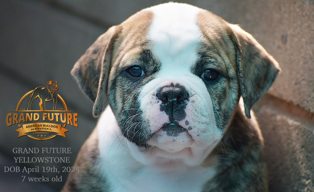 American Bulldog - Grand Future Yellowstone