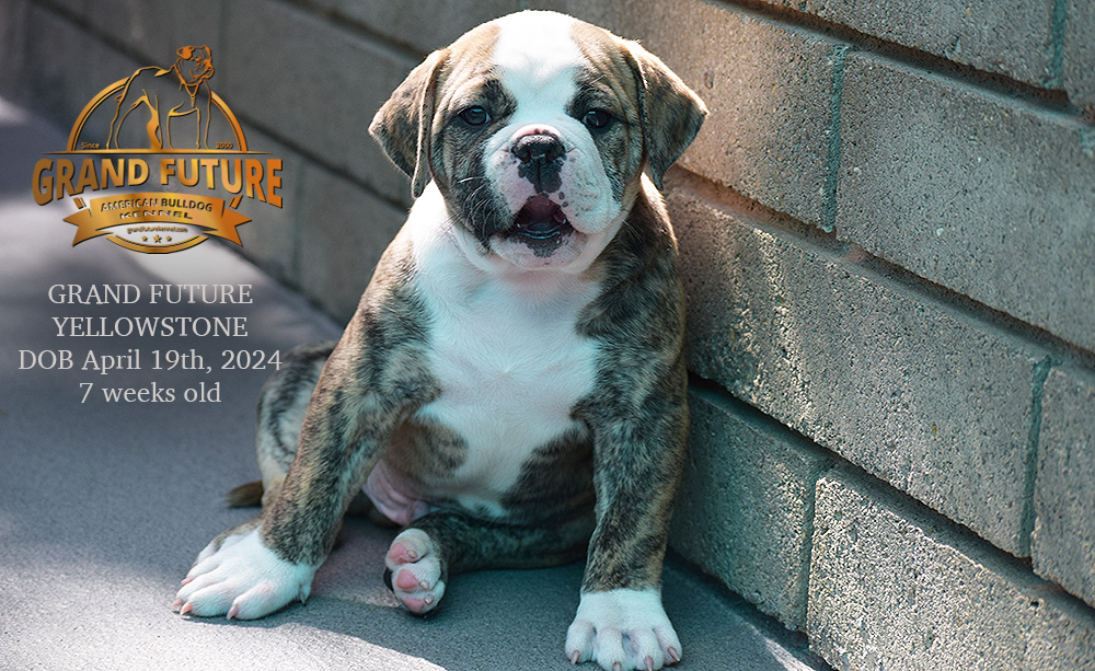 American Bulldog - Grand Future Yellowstone