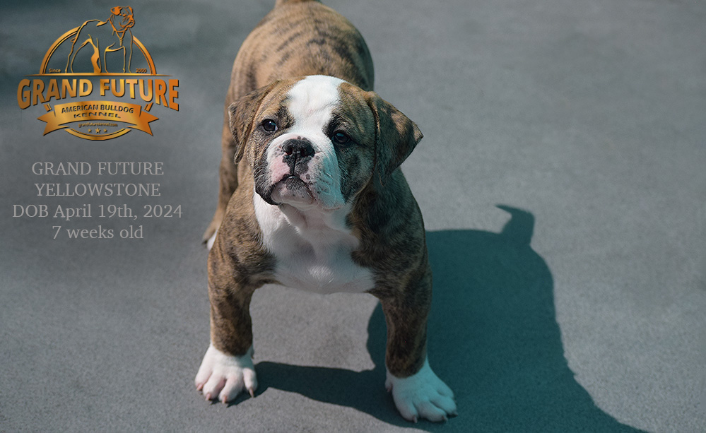 American Bulldog - Grand Future Yellowstone