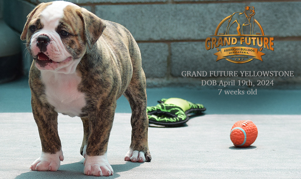 American Bulldog - Grand Future Yellowstone
