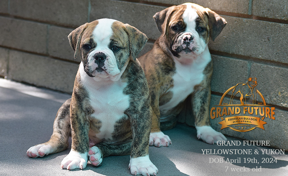 American Bulldog - Grand Future Yellowstone