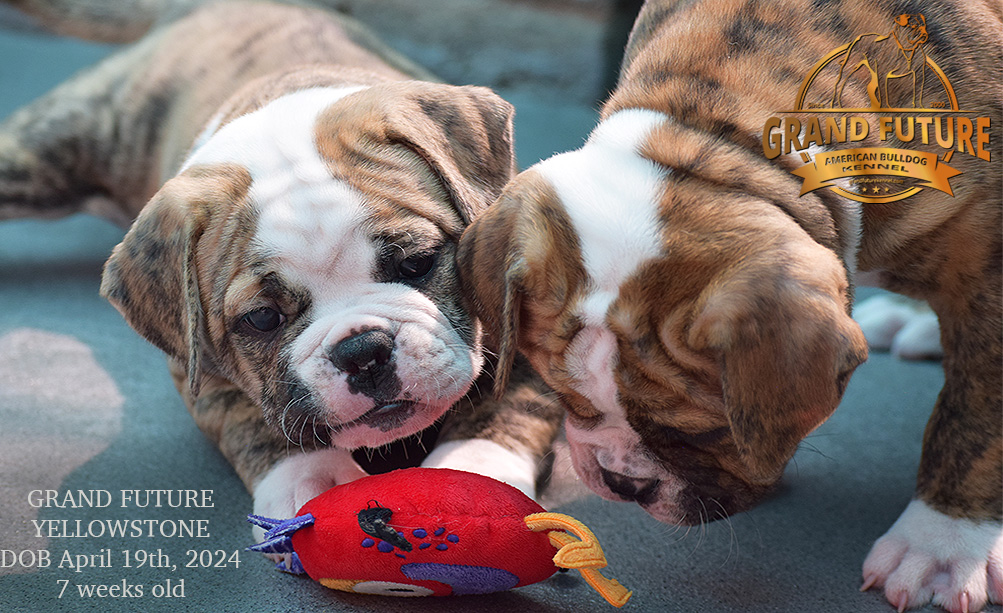 American Bulldog - Grand Future Yellowstone