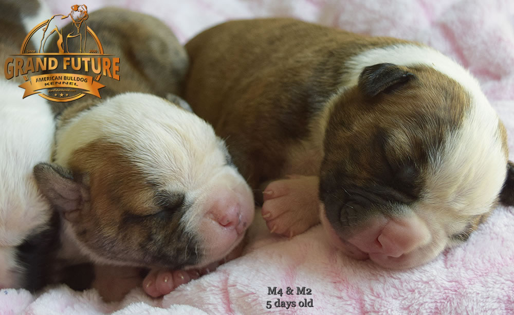 American Bulldog - Grand Future Yellowstone
