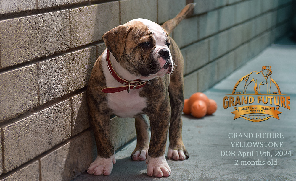American Bulldog - Grand Future Yellowstone