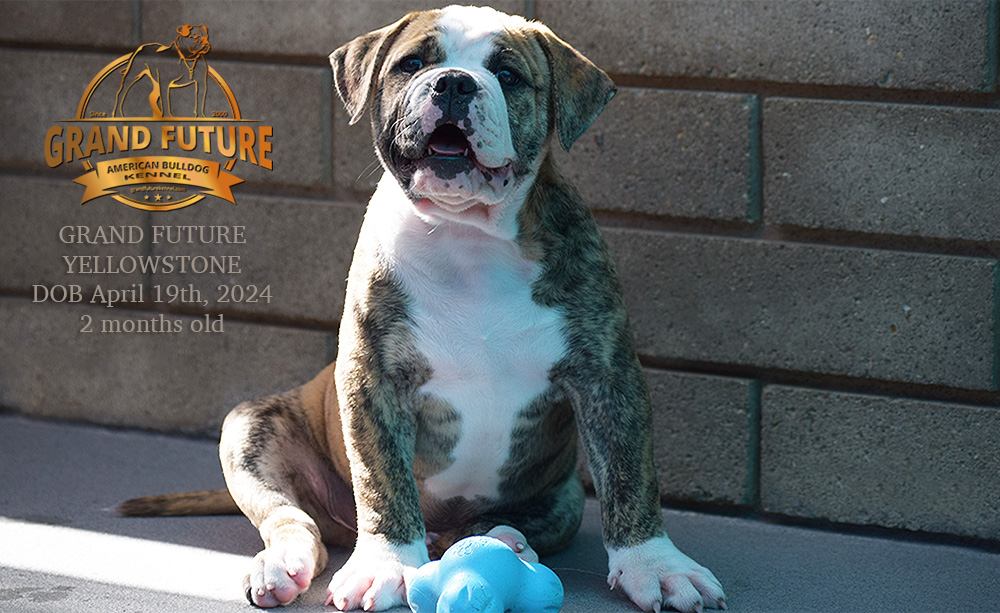 American Bulldog - Grand Future Yellowstone