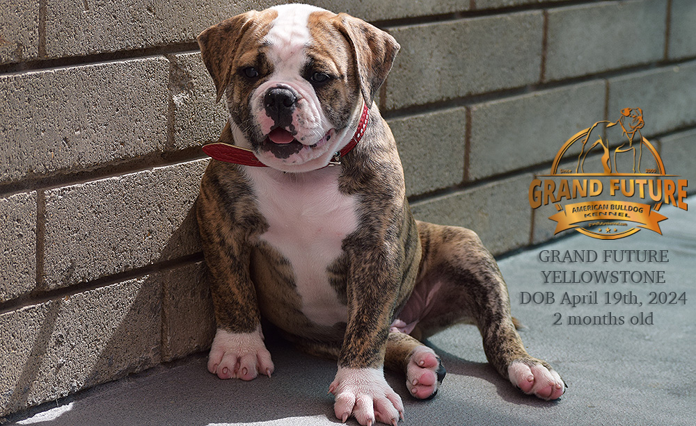 American Bulldog - Grand Future Yellowstone