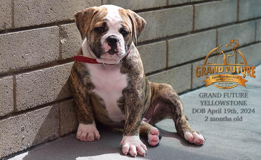American Bulldog - Grand Future Yellowstone