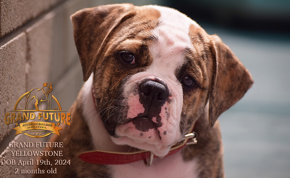 American Bulldog - Grand Future Yellowstone