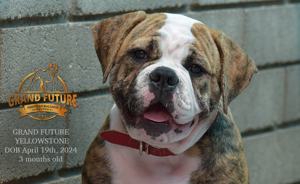 American Bulldog - Grand Future Yellowstone