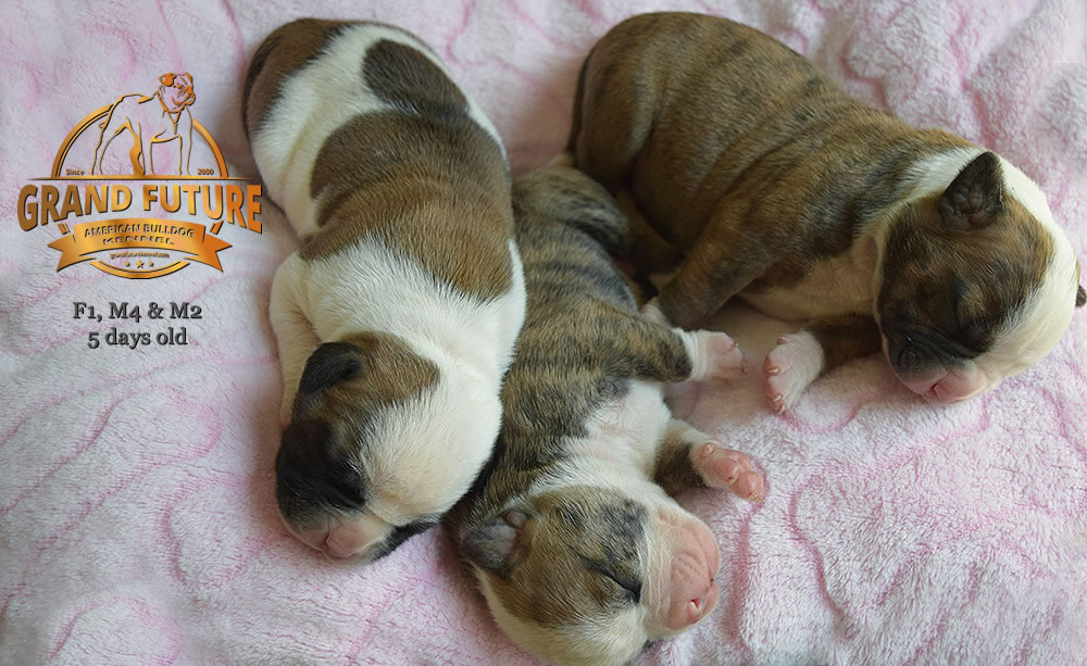 American Bulldog - Grand Future Yellowstone
