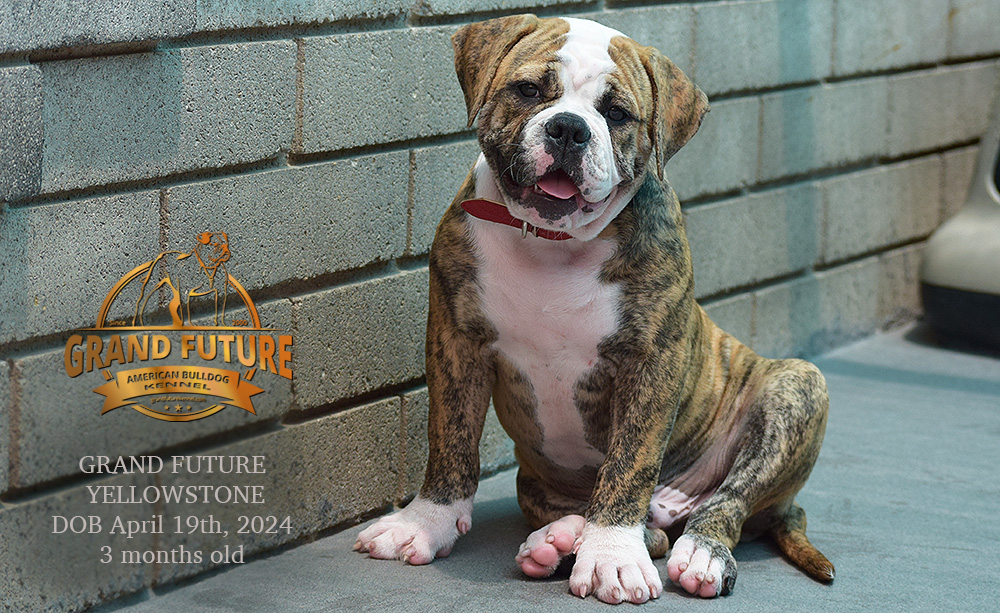 American Bulldog - Grand Future Yellowstone