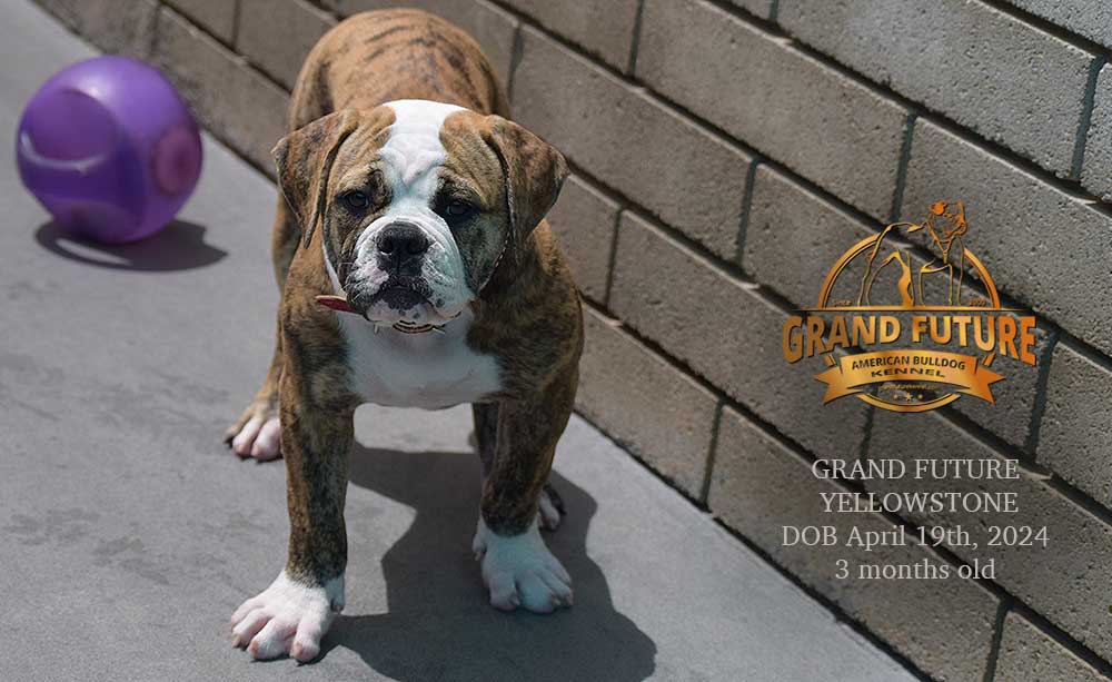 American Bulldog - Grand Future Yellowstone