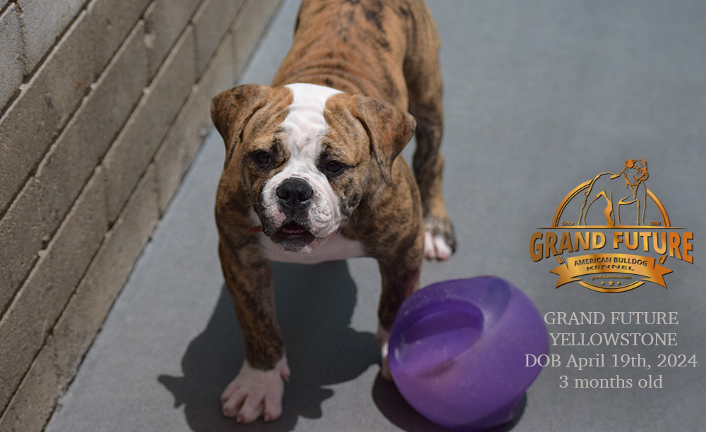 American Bulldog - Grand Future Yellowstone