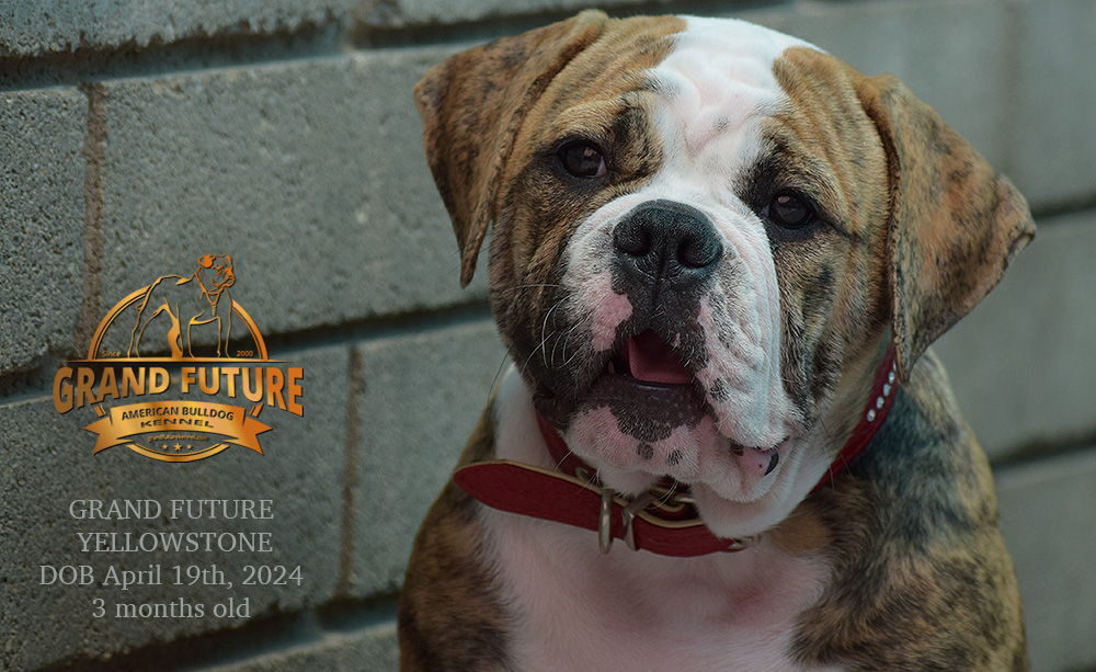 American Bulldog - Grand Future Yellowstone