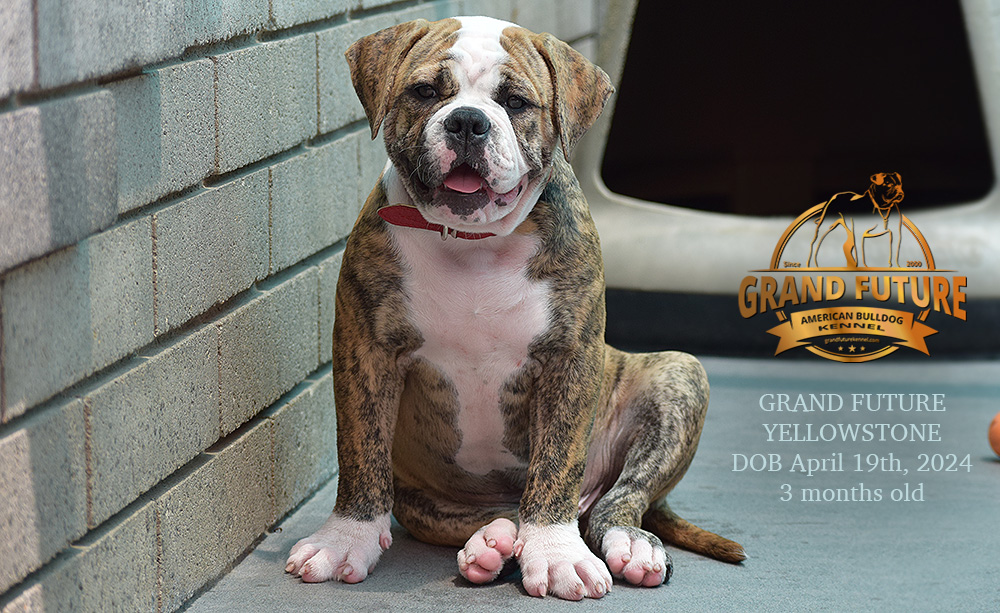 American Bulldog - Grand Future Yellowstone