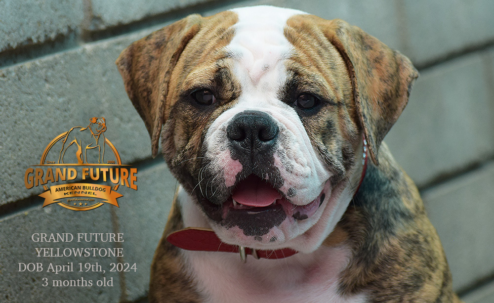 American Bulldog - Grand Future Yellowstone