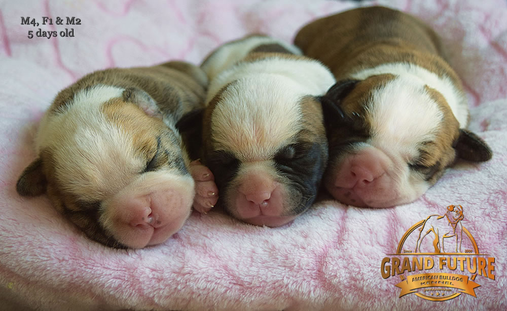American Bulldog - Grand Future Yellowstone