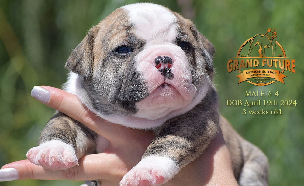 American Bulldog - Grand Future Yellowstone