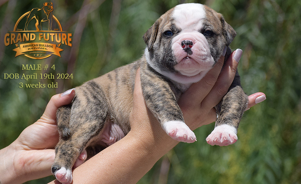 American Bulldog - Grand Future Yellowstone