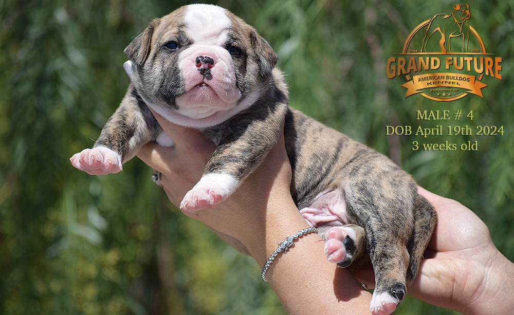 American Bulldog - Grand Future Yellowstone