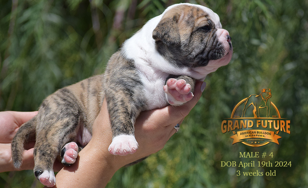 American Bulldog - Grand Future Yellowstone