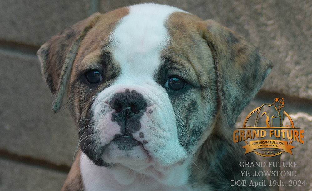 American Bulldog - Grand Future Yellowstone