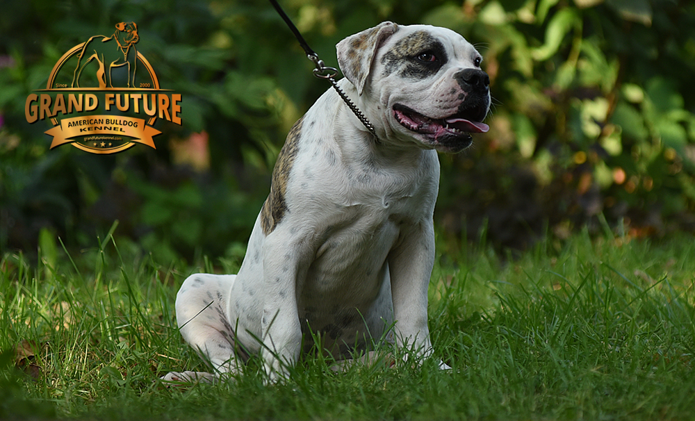 4 Champion Pedigree American Bulldog Puppies for Sale GRAND FUTURE